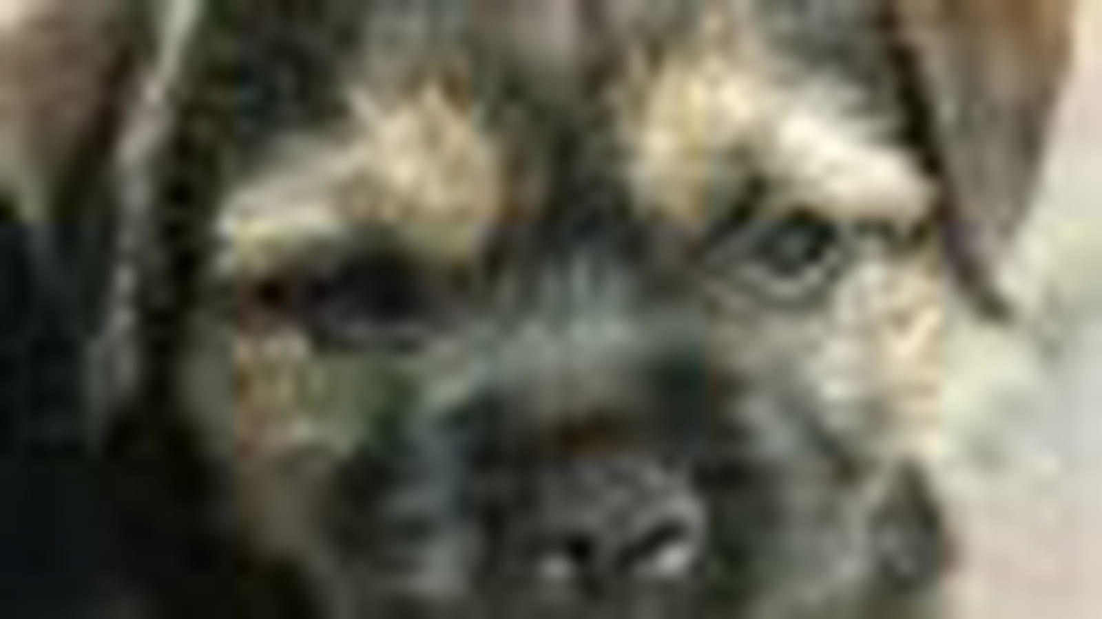 Le Border Terrier