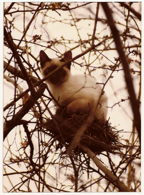 Oiseau-chat