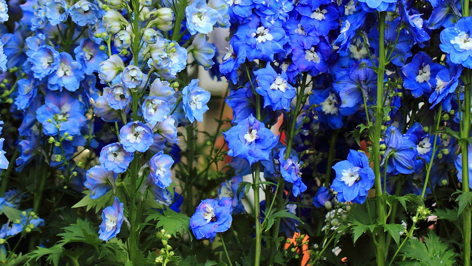 Delphinium