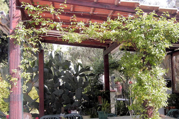 La terrasse des grimpantes