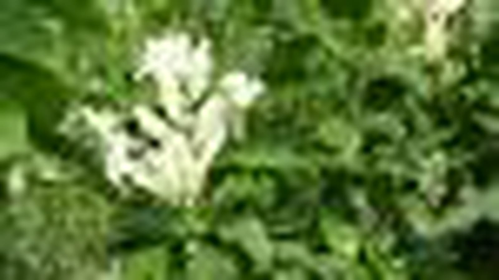 Whitfieldia elongata