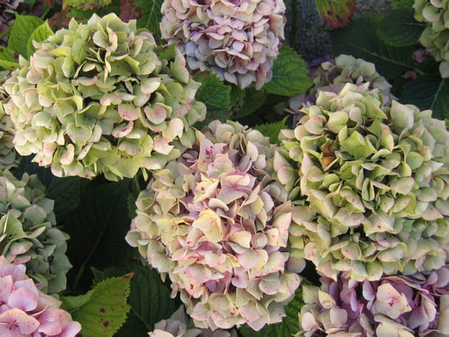 Hortensias aux couleurs pastel