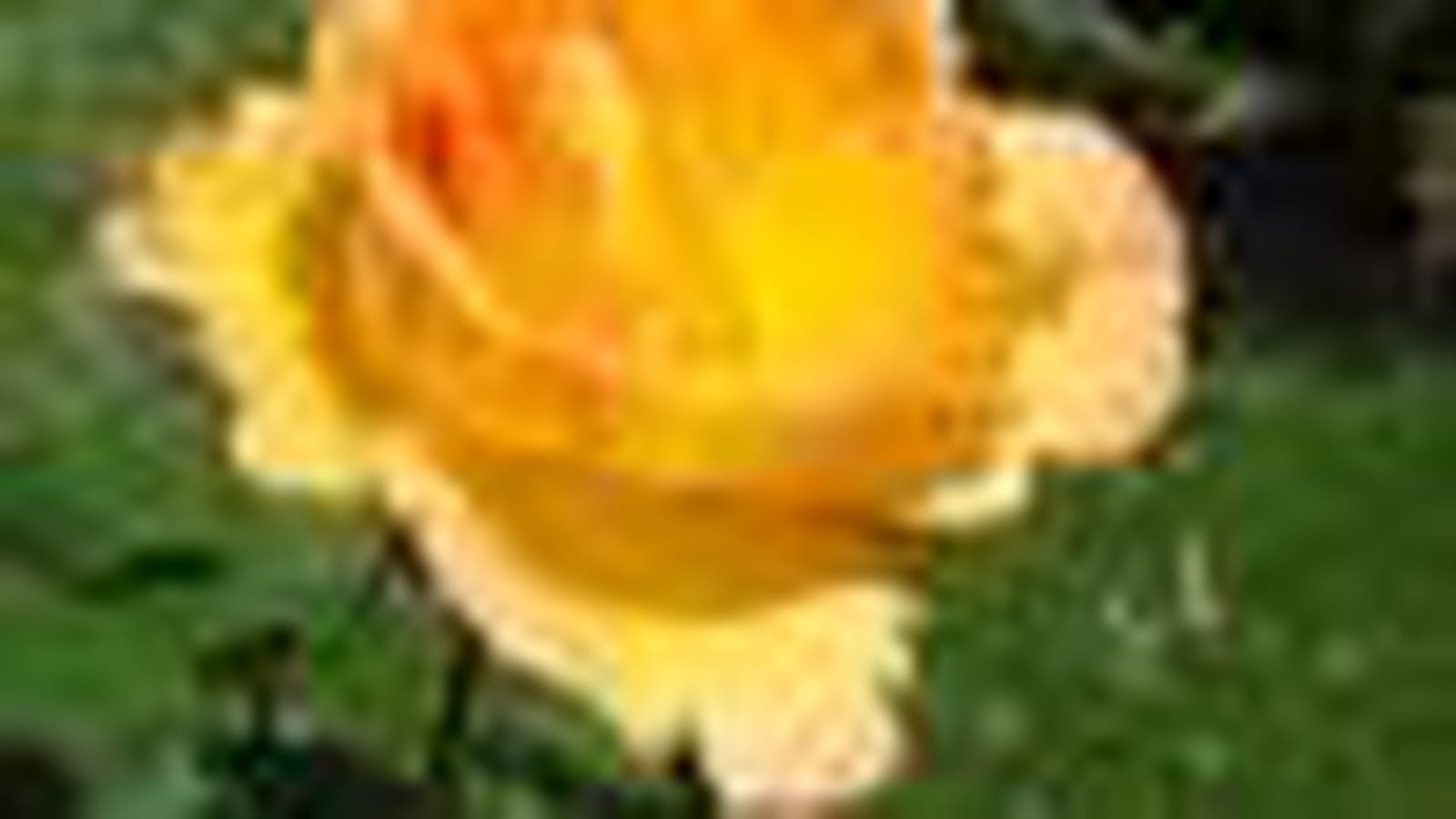 Parure d'or