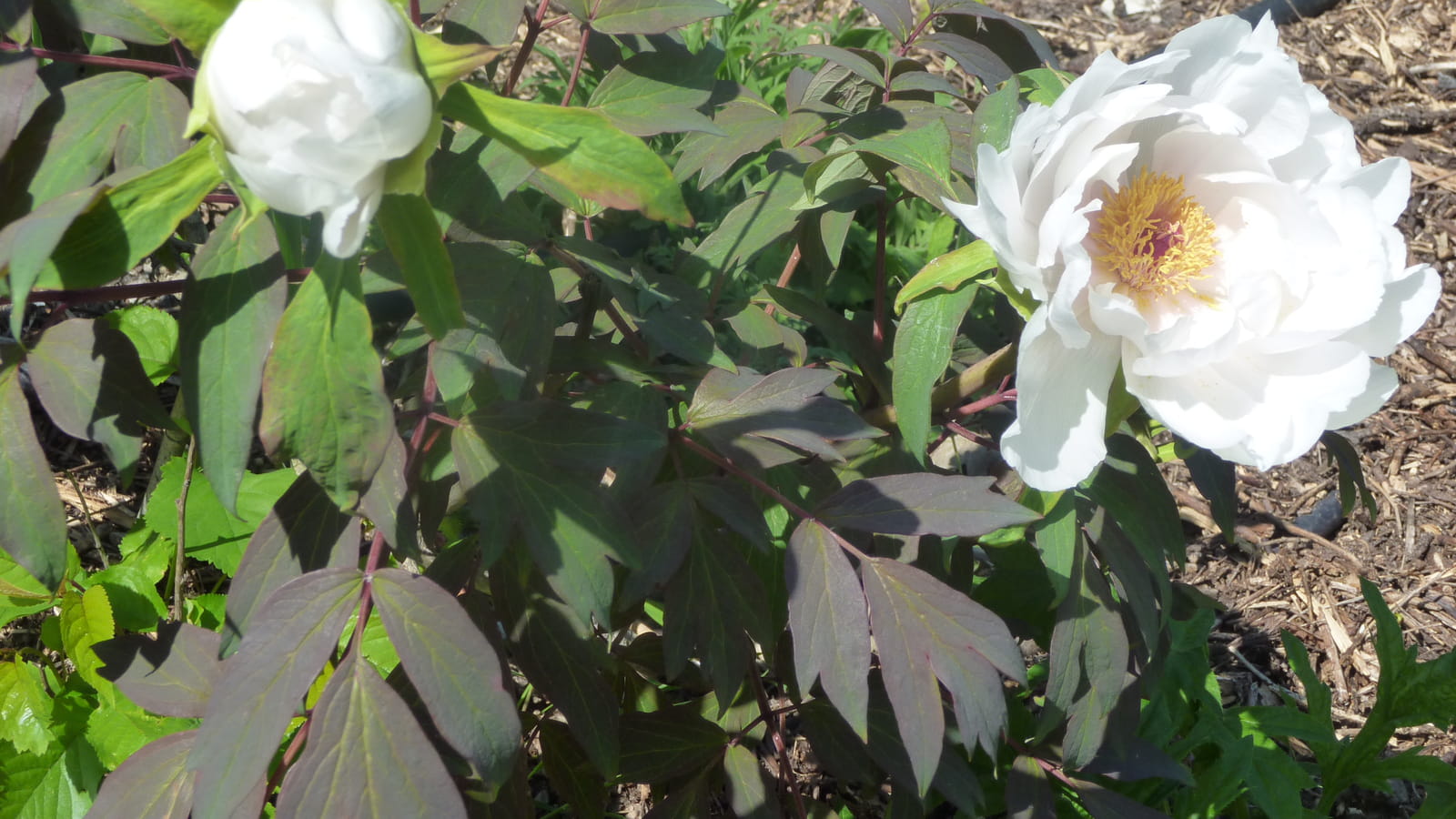 Pivoine arbustive