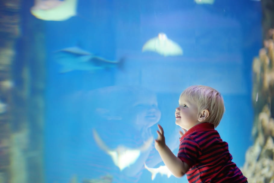 L'aquarium de Lyon : entre espèces locales, requins et poissons tropicaux
