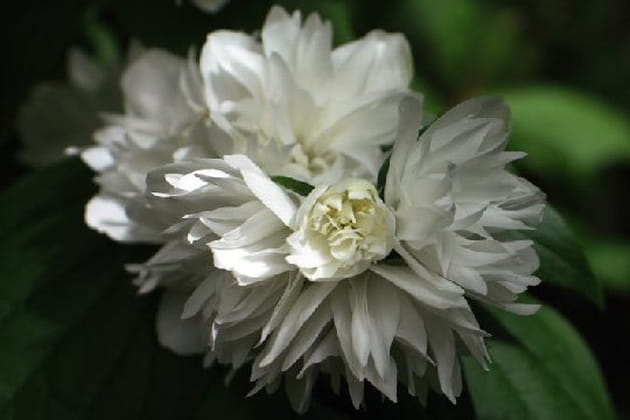 De majestueux arbustes