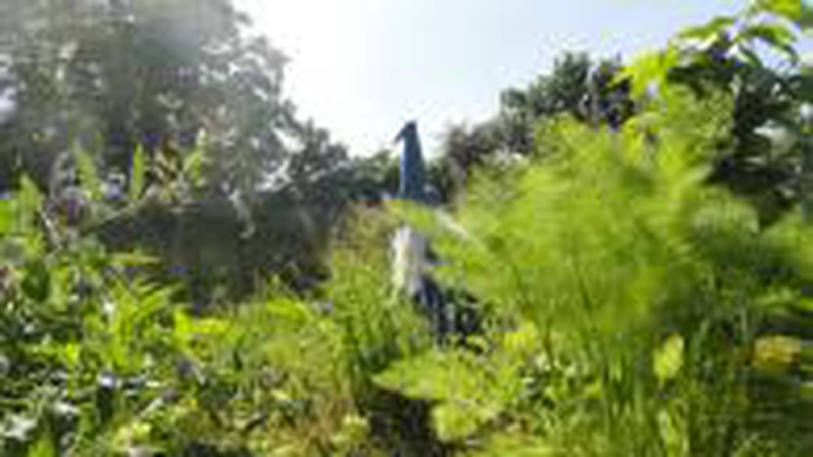Plantes médicinales
