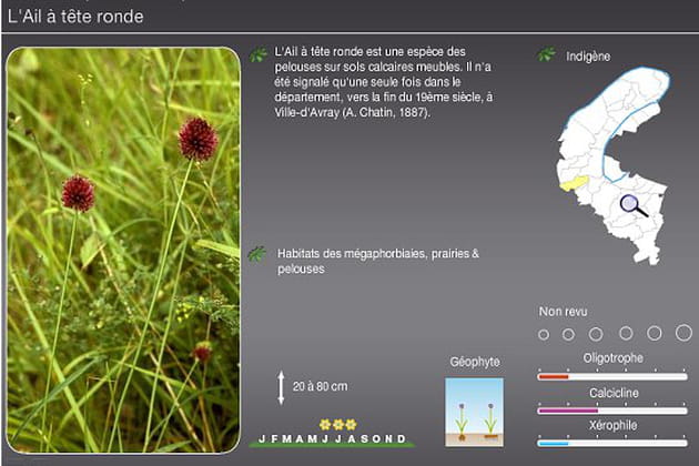 Allium sphaerocephalon