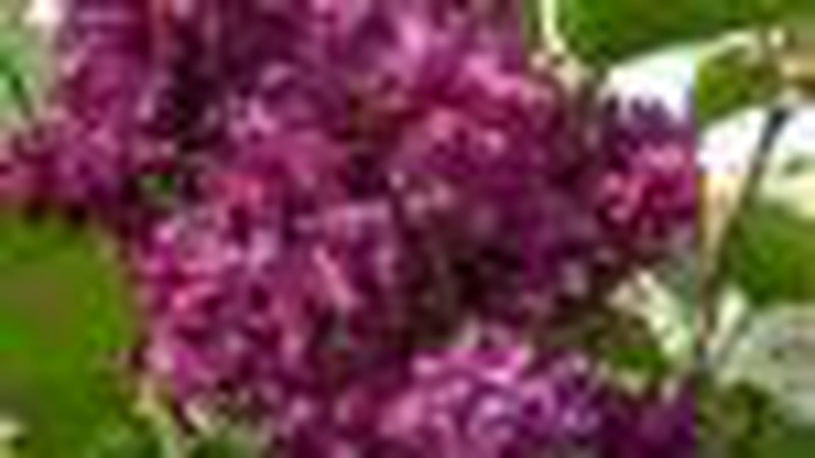 Lilas