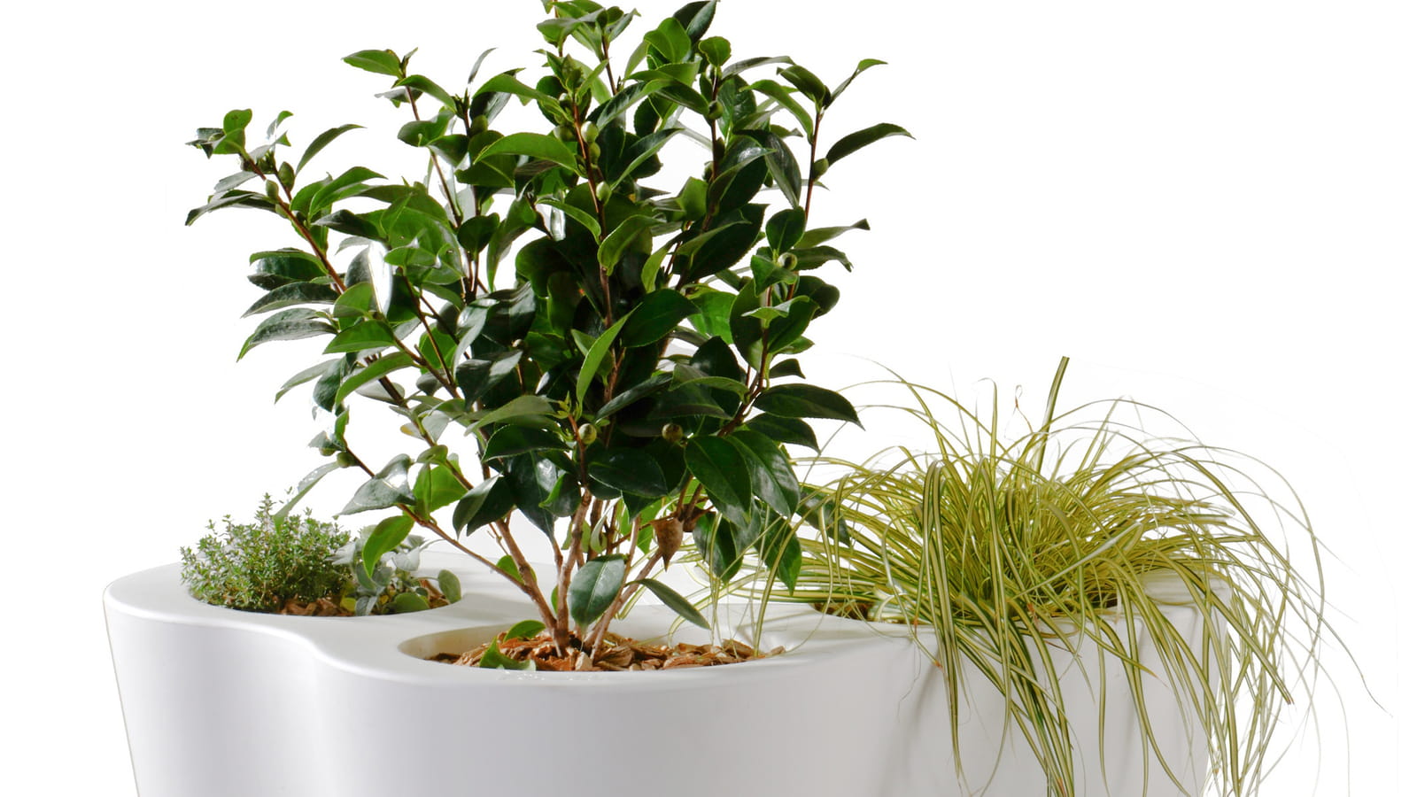 Triple pot Poétic de Botanic