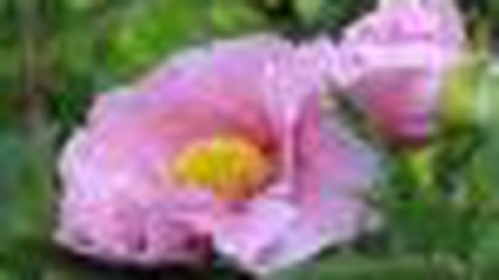 'Valse de Vienne'