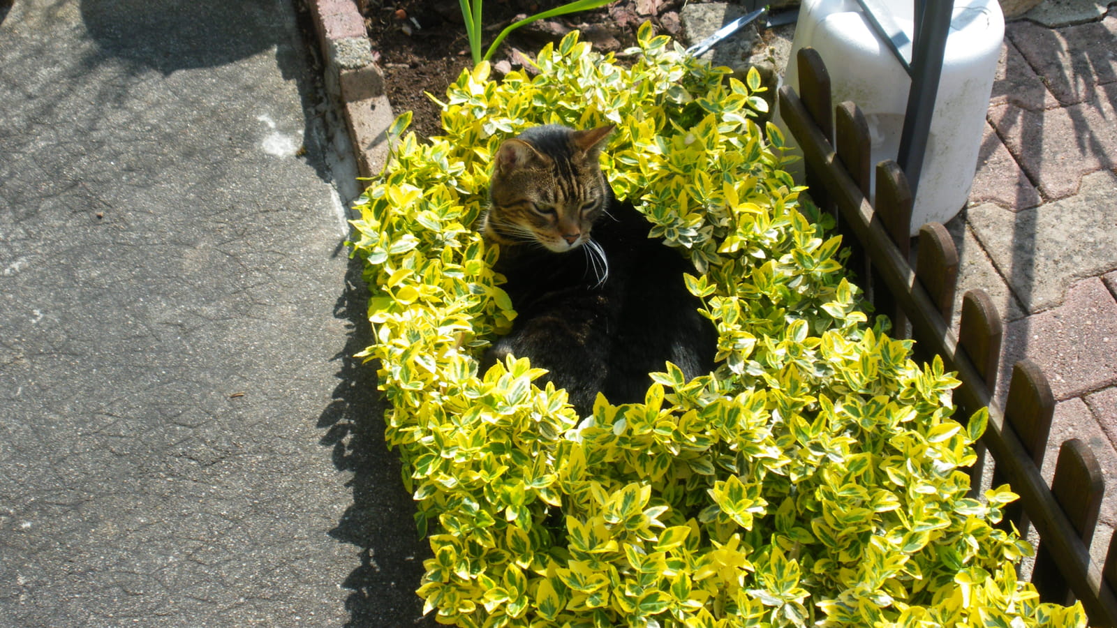 Dans une jardinière