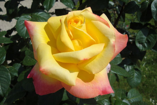 Pour un voyage de rêve