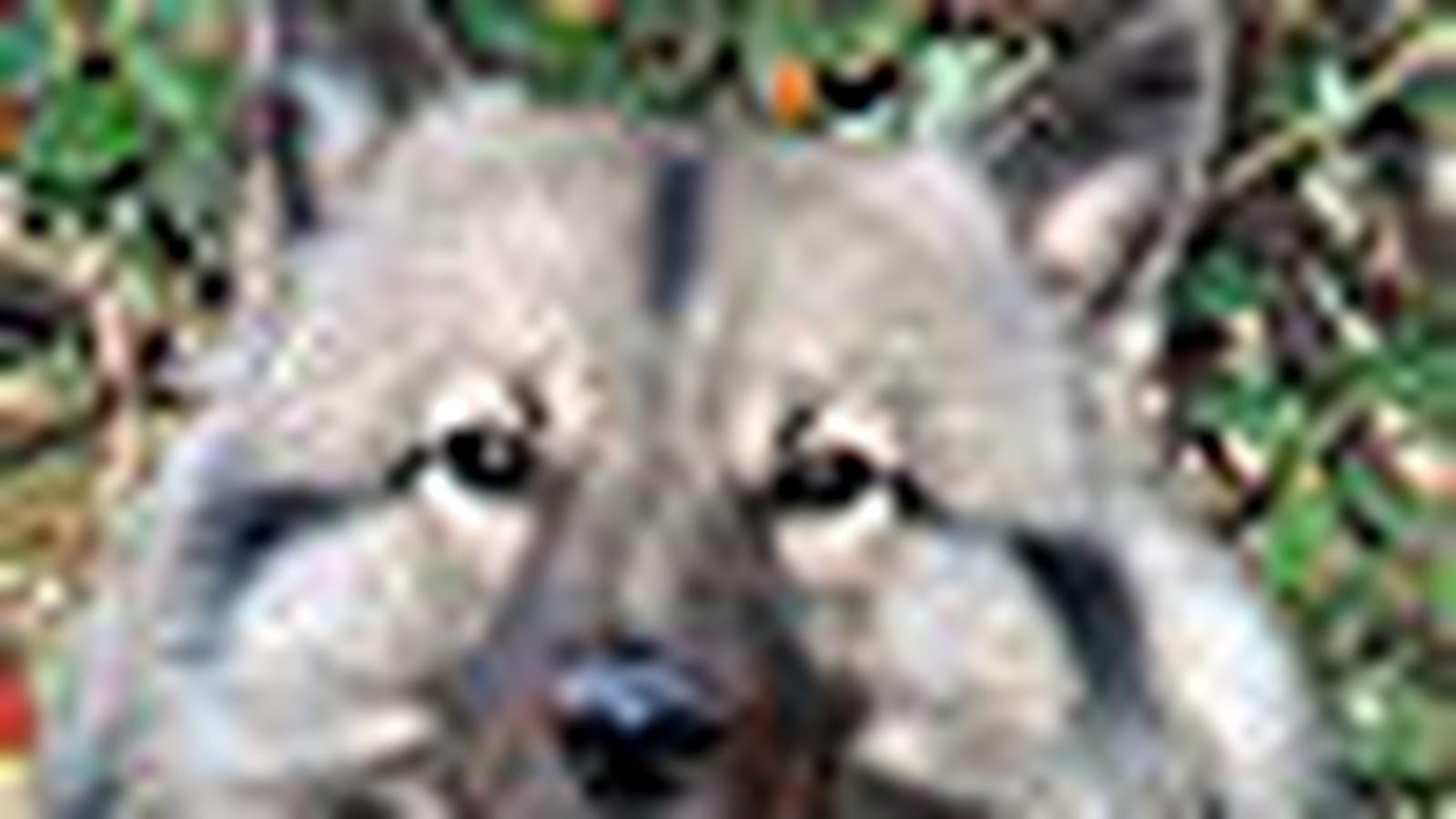 Spitz loup