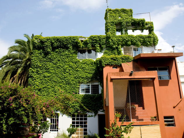 Une vigne vierge spectaculaire