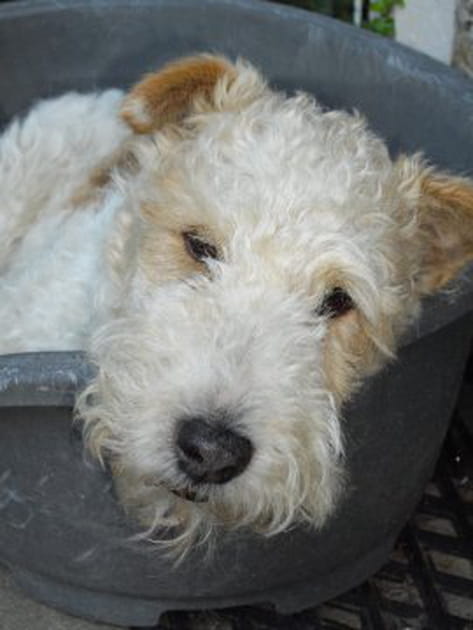 Piou fait de beaux r&ecirc;ves