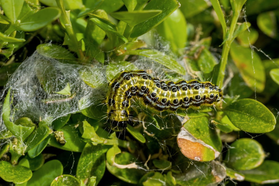 Pyrale du buis : comment la traiter naturellement ?