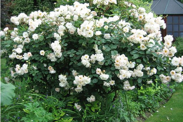 Magnifique Pénélope