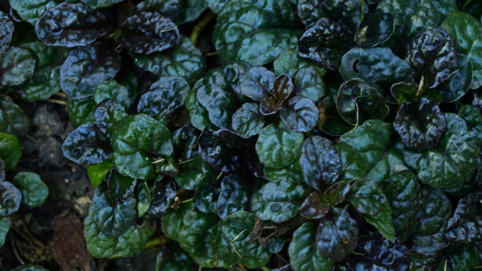 Bugle pyramidal 