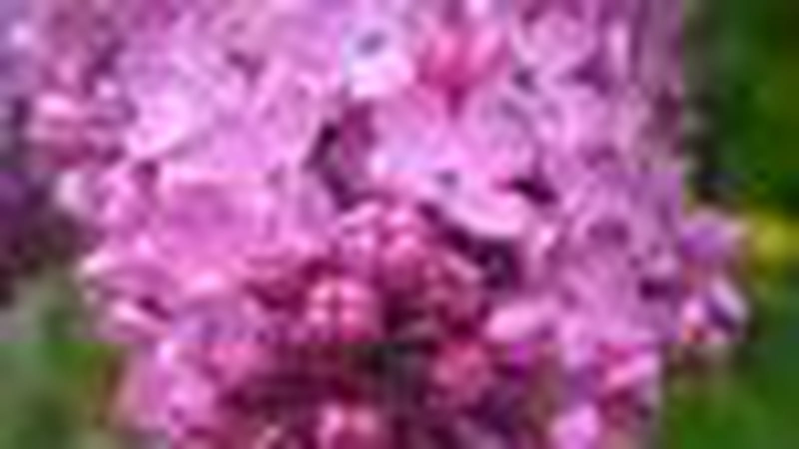 Lilas