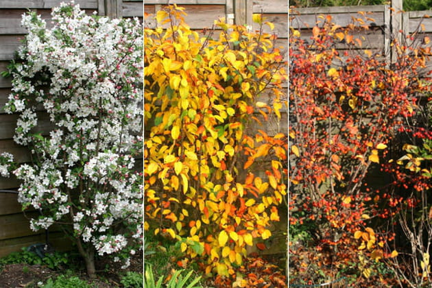 Evolutions saisonnières d'un pommier