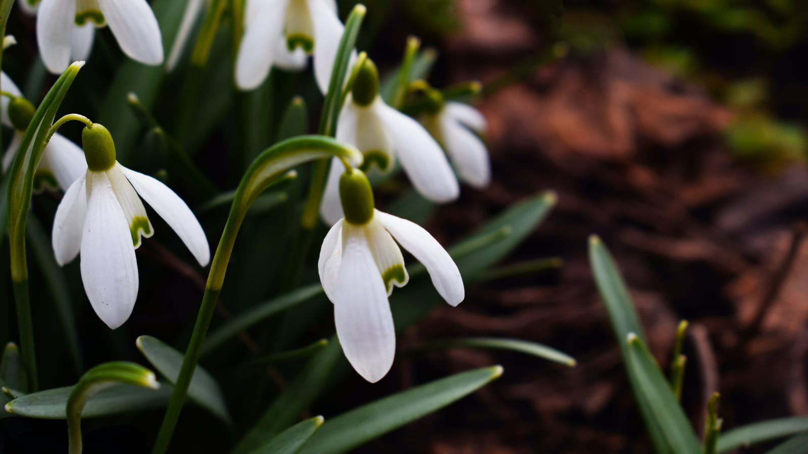 Perce-neige 