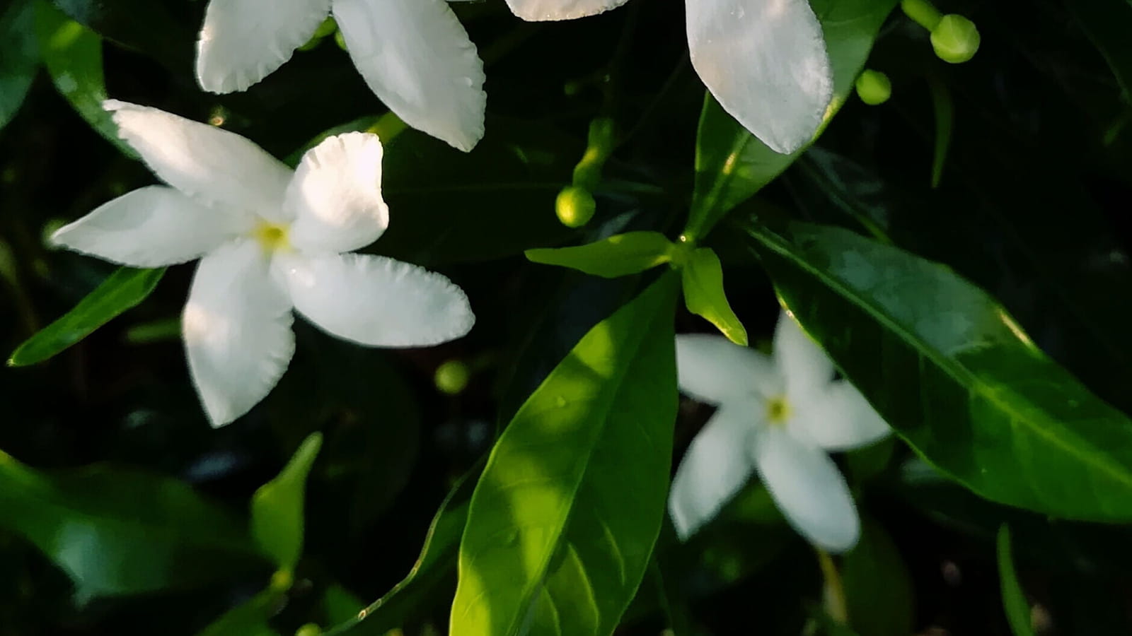 Jasmin