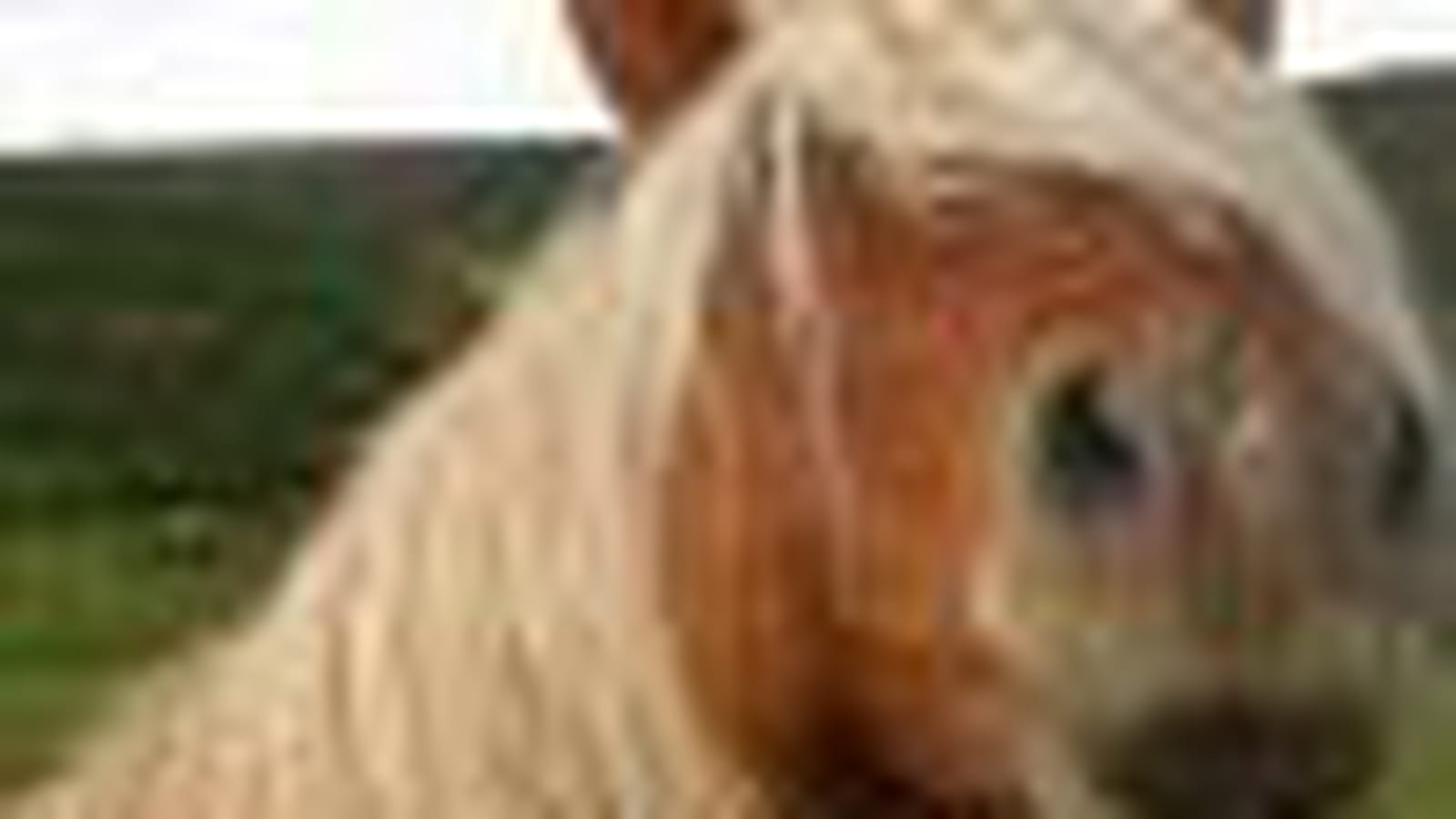Un beau blond