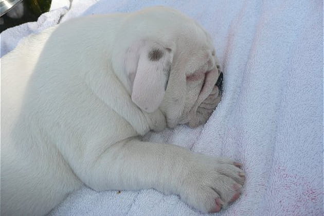 Compl&egrave;tement fou d'Elvis