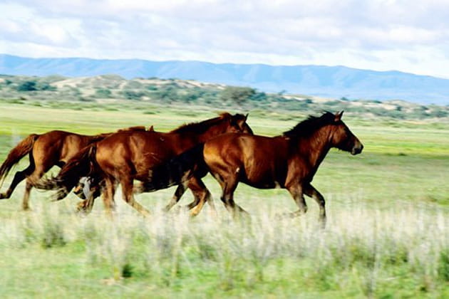 Chevaux de steppe