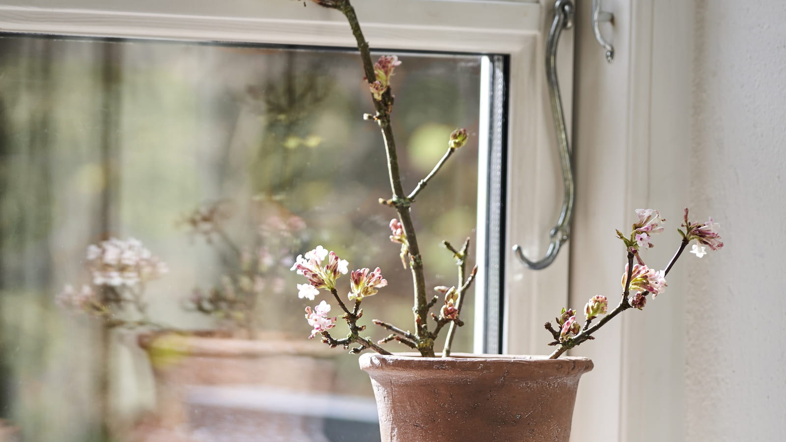 Des vases en terre cuite