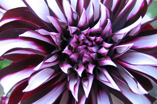 L'explosion du dahlia