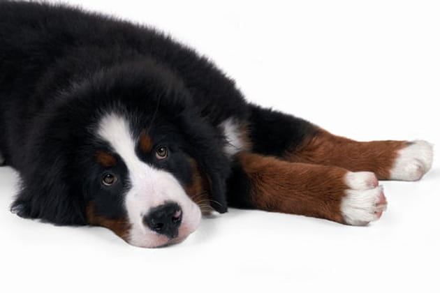 Chers Souvenirs, bouvier bernois