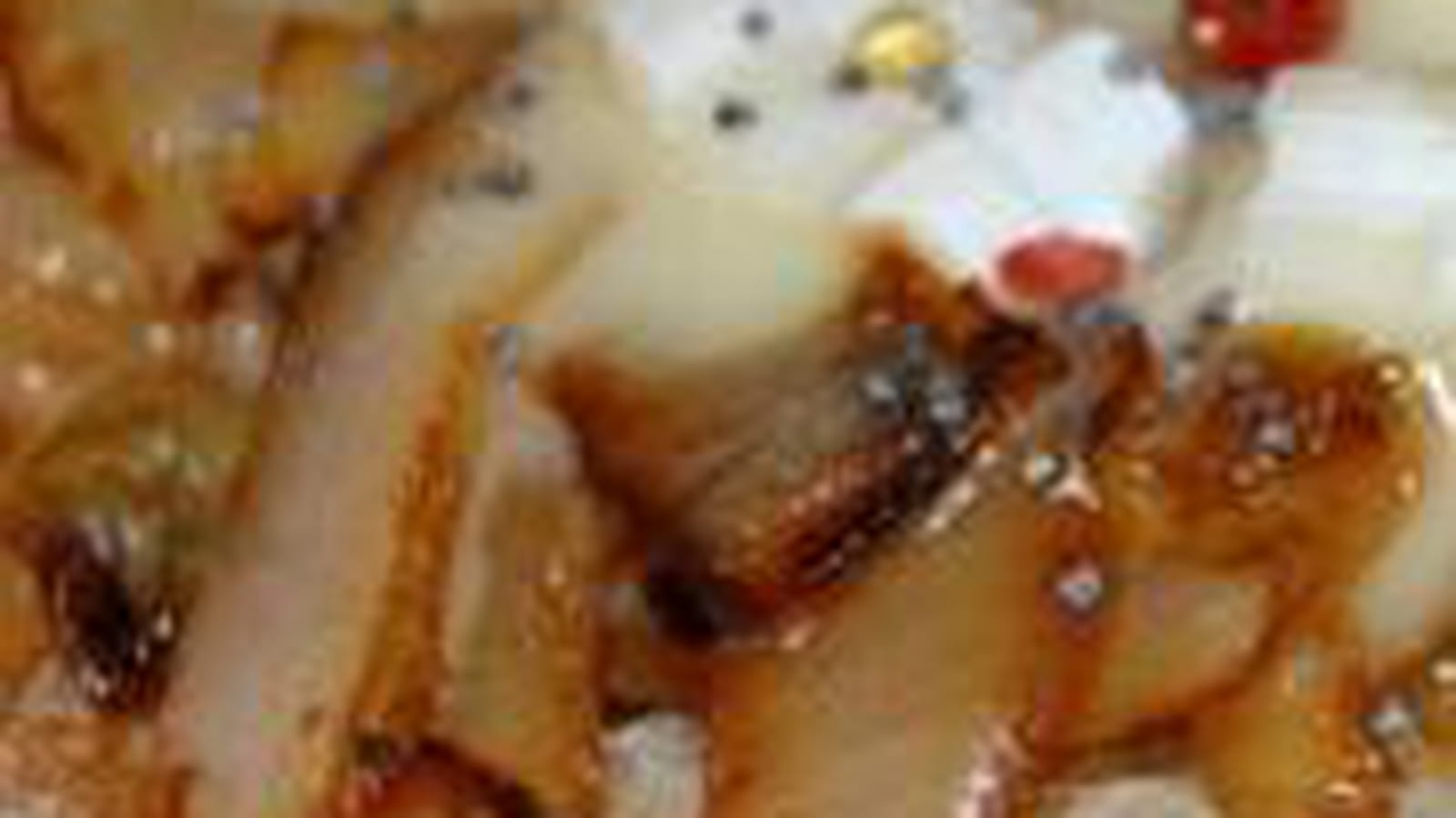 Tartine d'endive au fromage