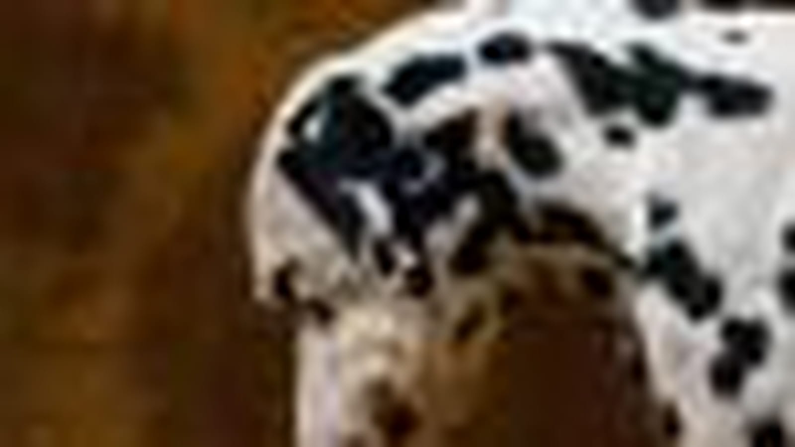 Dalmatien