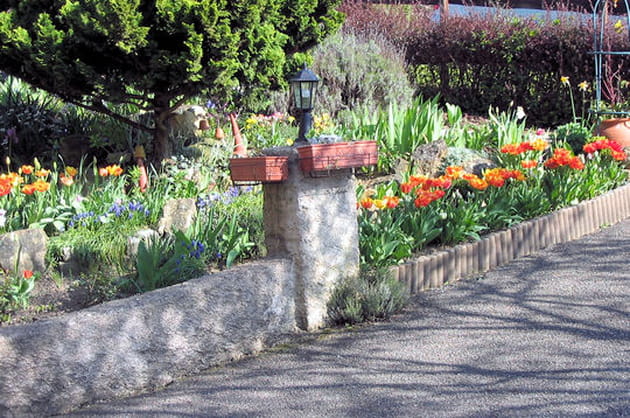 Des bulbes printaniers