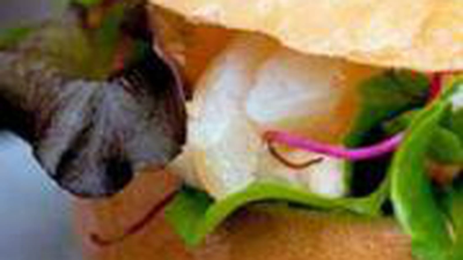 Bagels de haddock, salade et faisselle