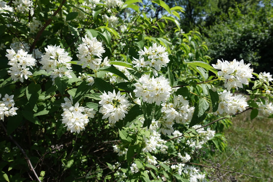 Deutzia
