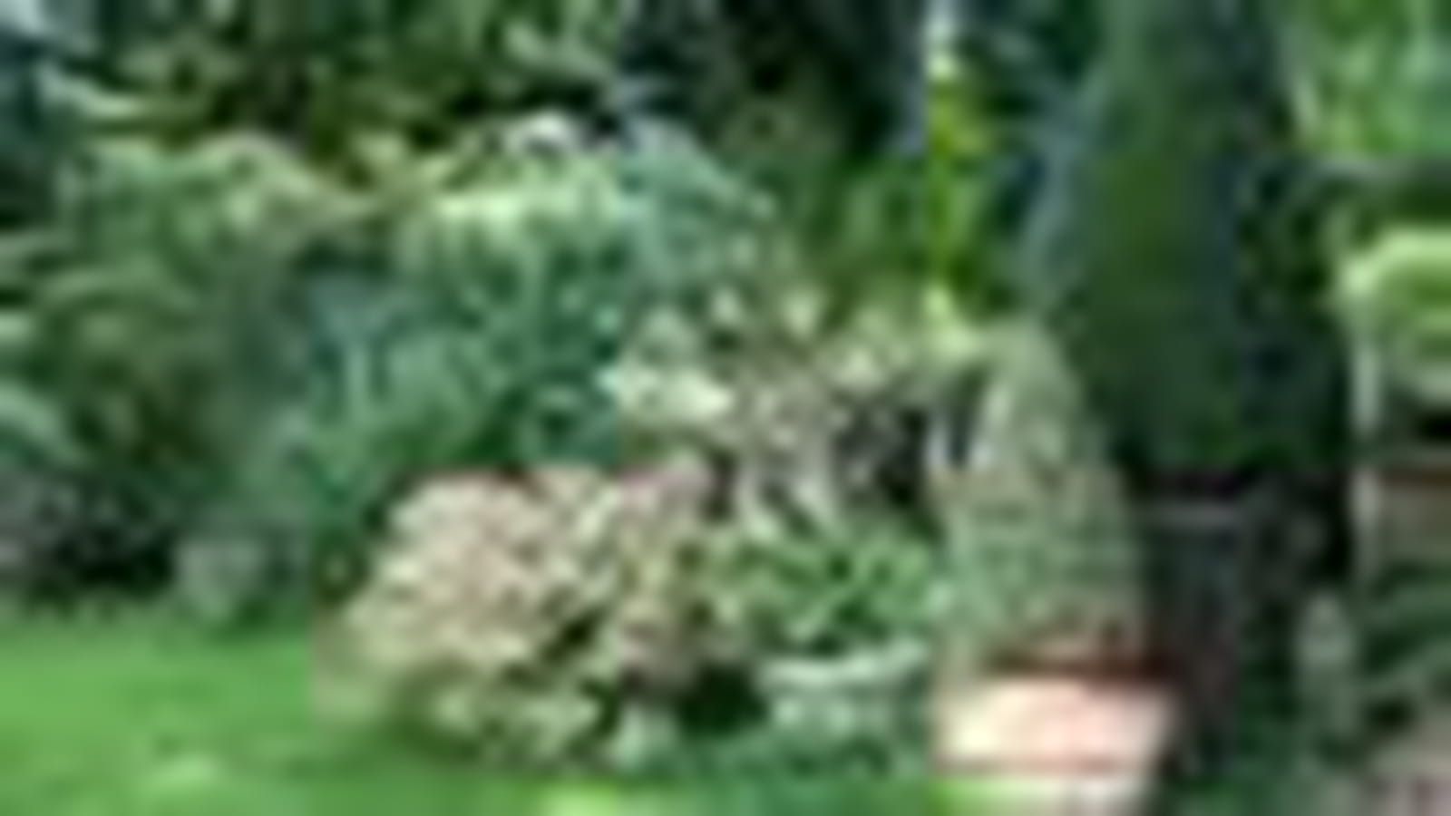 Plantes