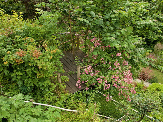 Un ponton au coeur de la végétation