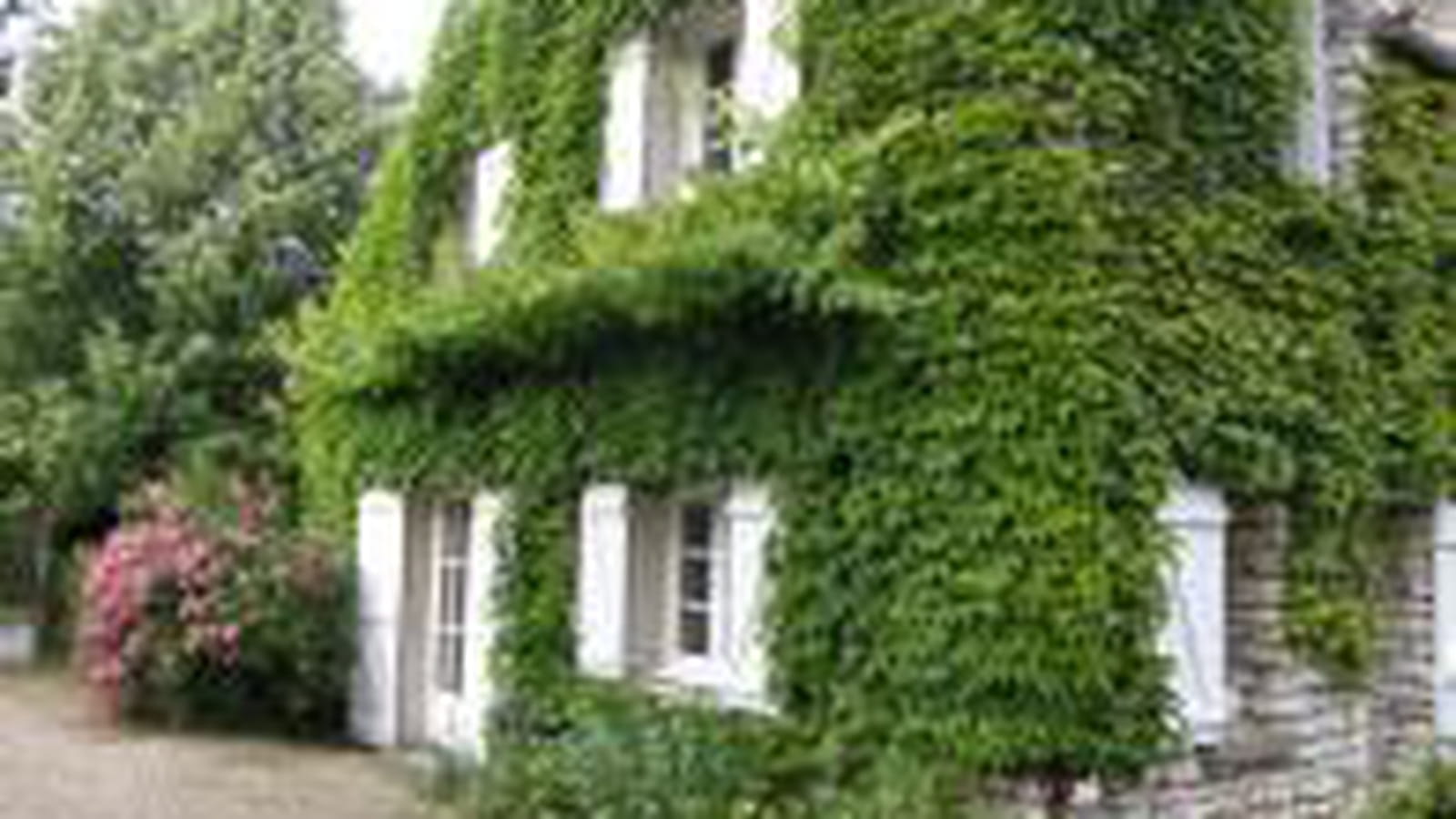 Vigne vierge