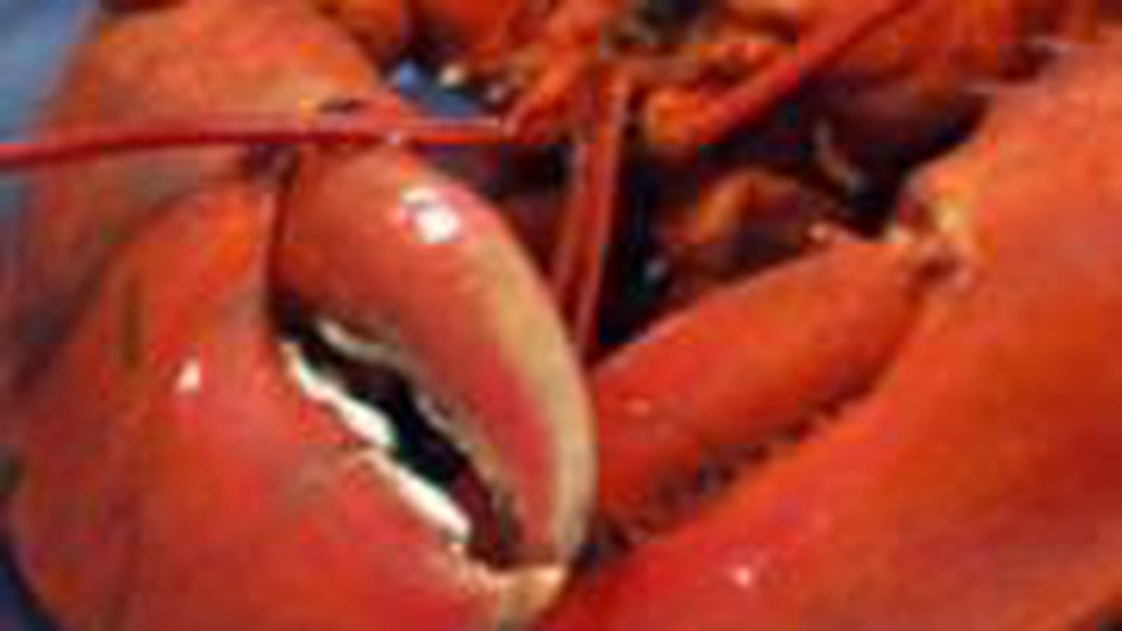 Homard à Montréal