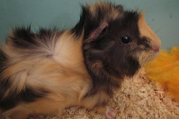 Un cochon d'Inde qui a du style