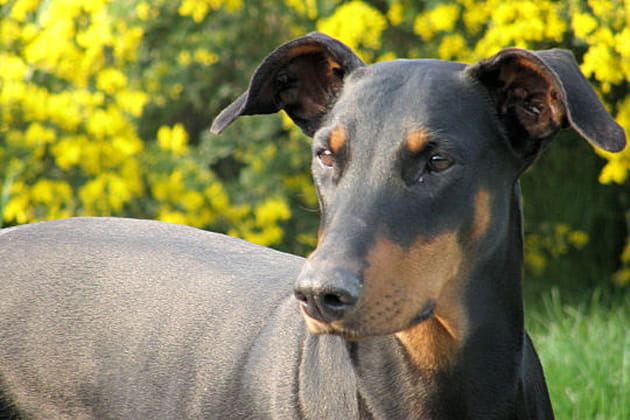 Volga et ses oreilles