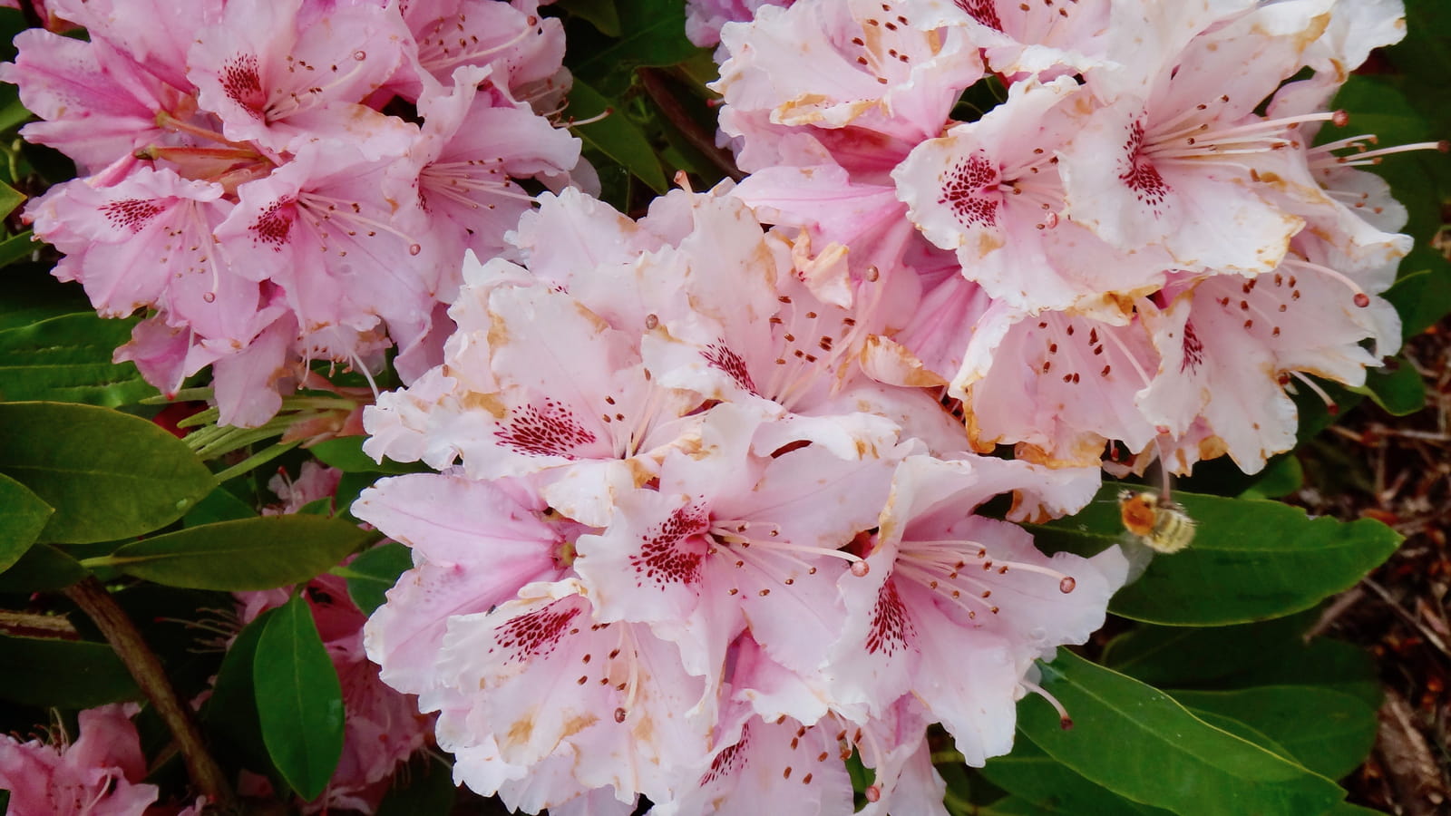 Fleurs d’Alopeanum