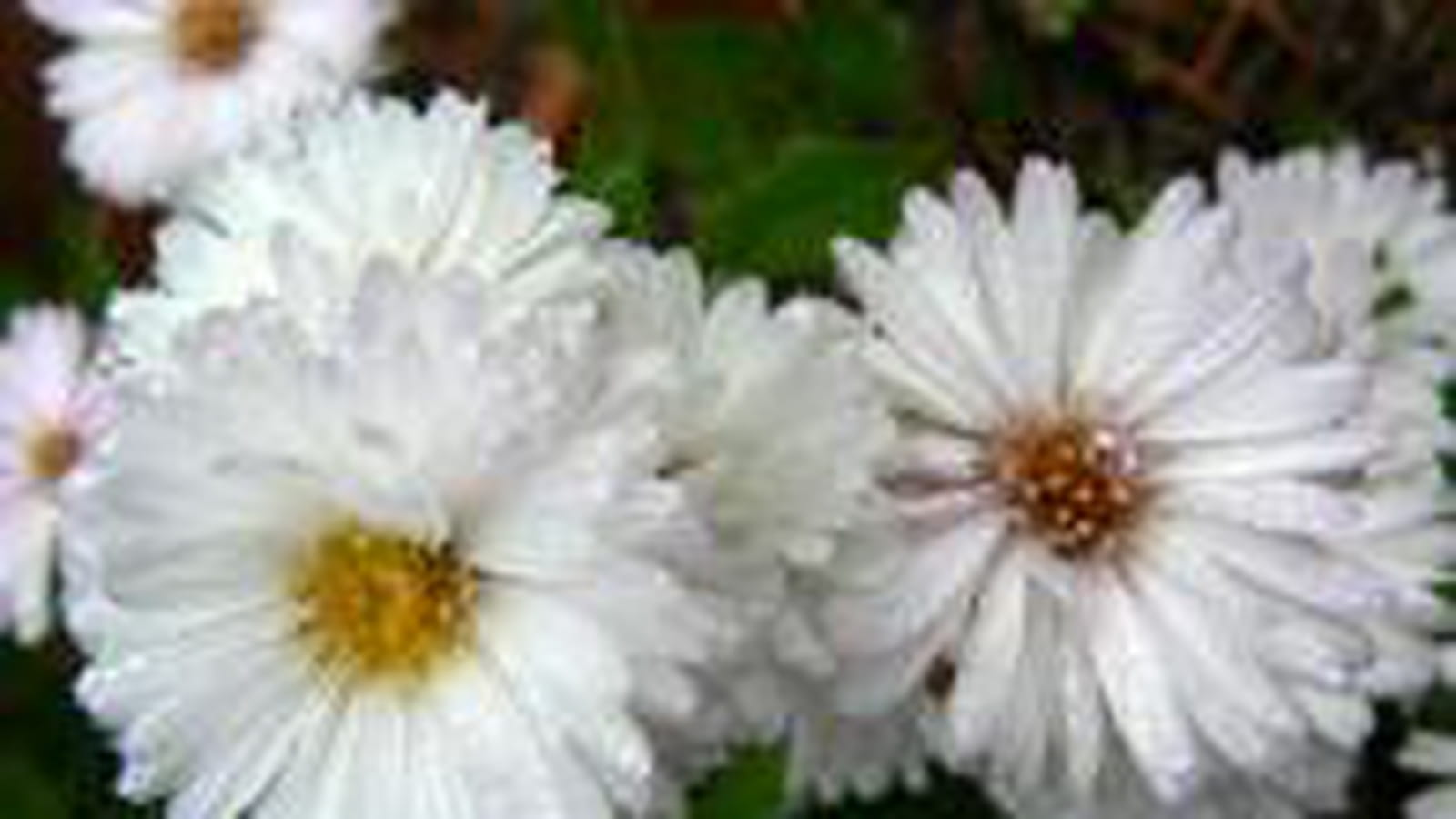 Asters blancs