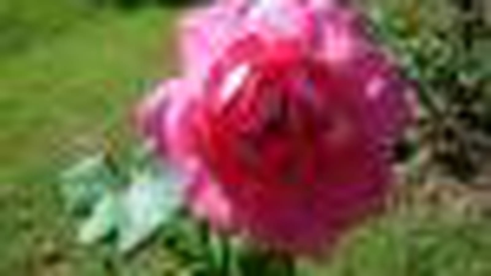 Sylvie Vartan ® evesylva