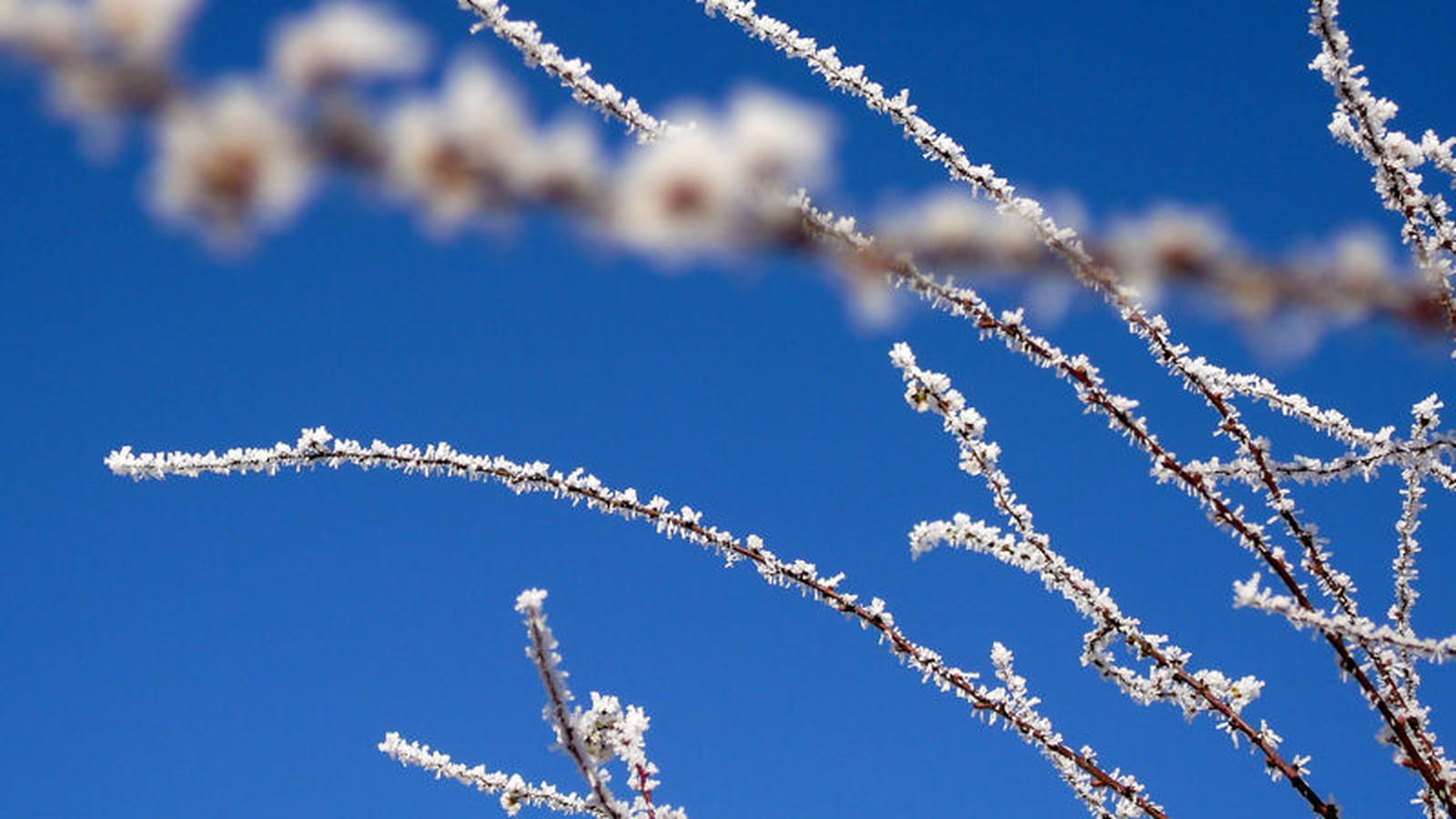 Branches givrées