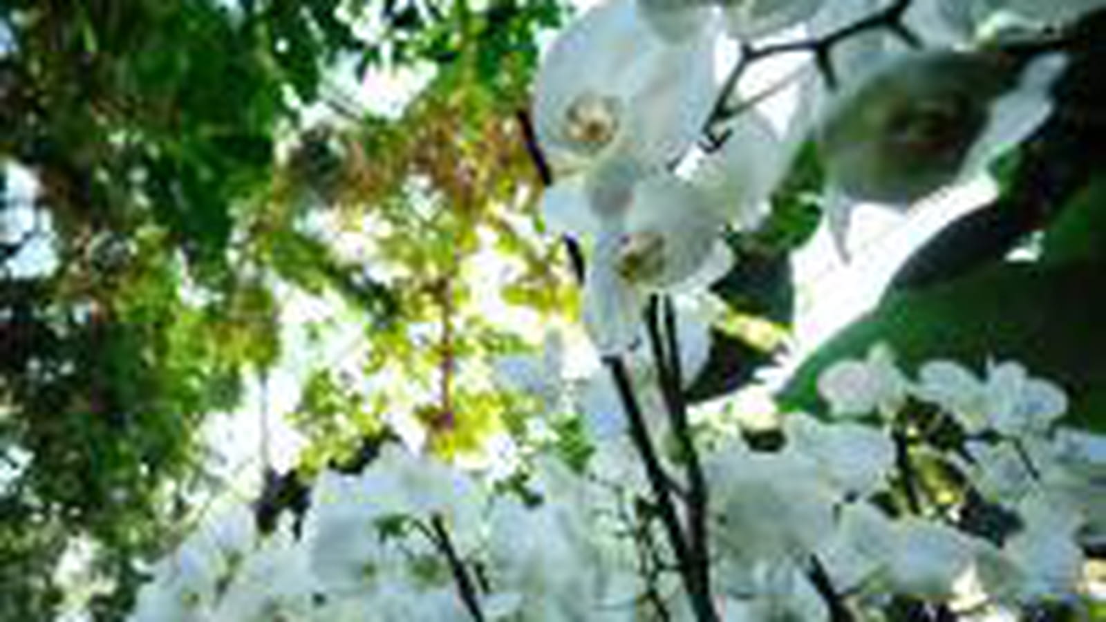 Forêt de Phaleanopsis
