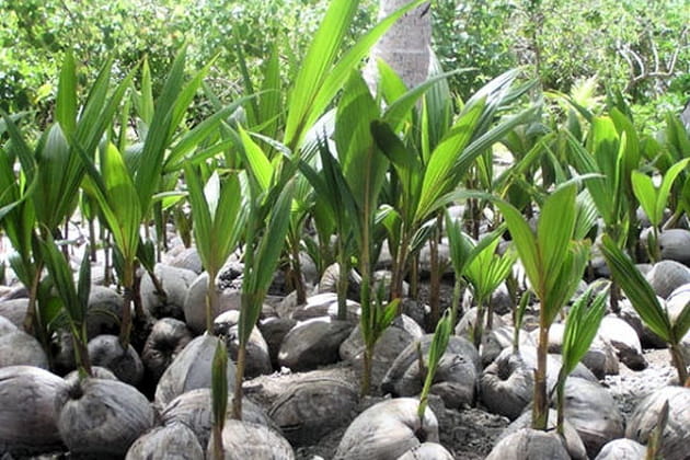 Motu de Huanine, Polynésie française